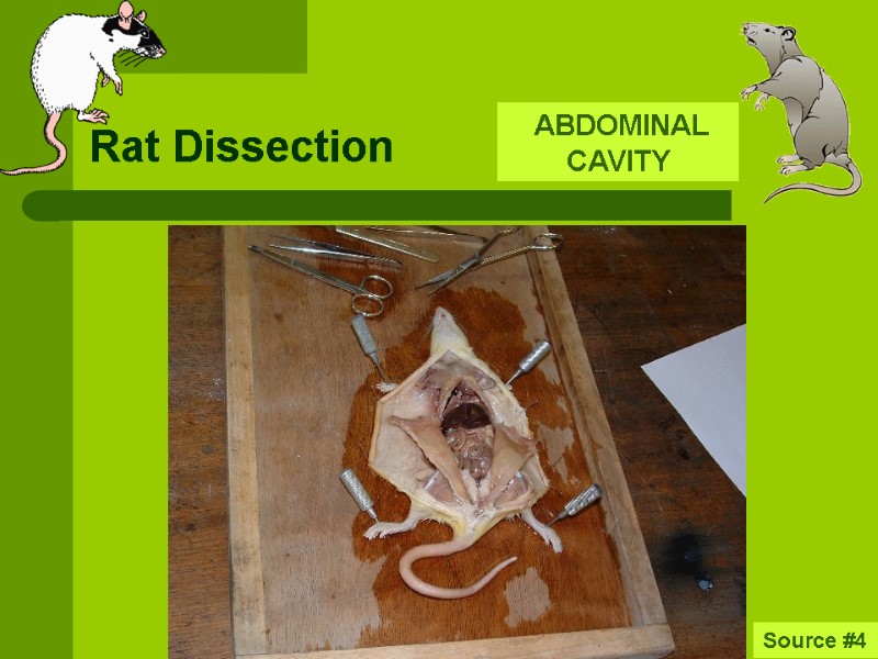 Rat Dissection  ABDOMINAL CAVITY Source #4